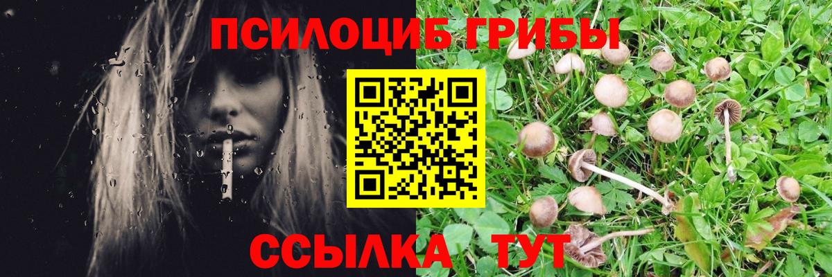 Псилоцибиновые грибы мицелий Минусинск